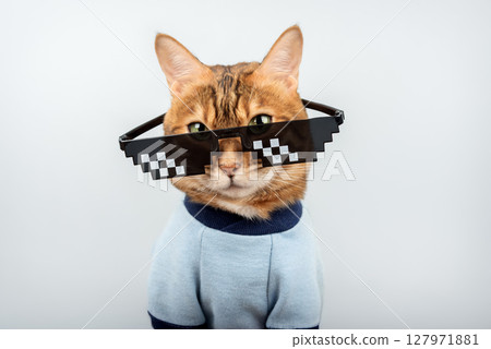 Bengal cat wearing pixelated glasses. 127971881