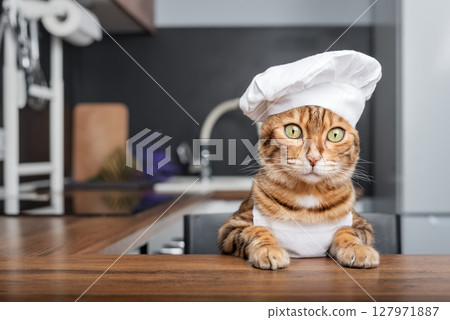 Bengal Cat - the chef is waiting for a treat in the kitchen. 127971887