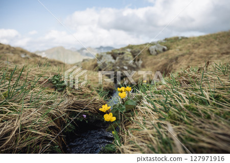 Close-up of yellow alpine flowers blooming near small creek on grassy slope in Austrian Alps Close-up of yellow alpine flowers blooming near small creek on grassy slope in Austrian Alps 127971916