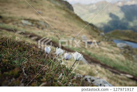 White alpine flowers blooming on mountain slope in Austrian Alps White alpine flowers blooming on mountain slope in Austrian Alps 127971917