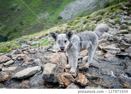 Curious dog standing on rocks in alpine mountain stream in Austrian Alps 127971934