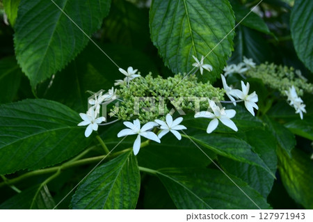 大葉繡球花 大葉繡球花 127971943