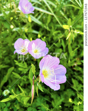 Hiruzatsukimisou blooming in the field Hiruzatsukimisou blooming in the field 127971948