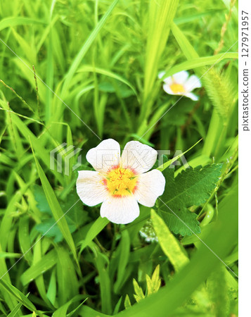 草地上盛開的 Malpastrum 草地上盛開的 Malpastrum 127971957