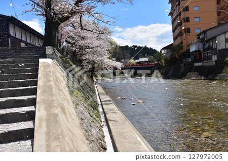日本岐阜縣高山市的春天。盛開的櫻花，櫻花花瓣在強風中飛舞。中橋和宮川，旅遊景點。 127972005