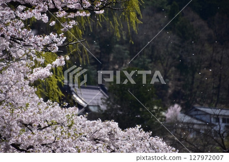Spring in Takayama city, Gifu prefecture, Japan: Cherry blossoms in full bloom and cherry blossom petals dancing in the strong wind 127972007
