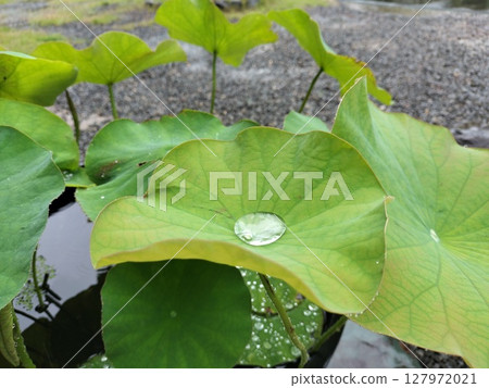 荷葉上濺起的水花 127972021