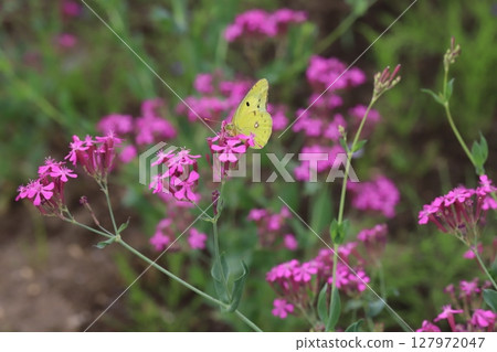 A Colias butterfly sucking nectar from a pink Dianthus flower blooming in a garden in early summer A Colias butterfly sucking nectar from a pink Dianthus flower blooming in a garden in early summer 127972047
