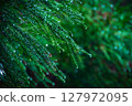 Leaves wet with rain 127972095