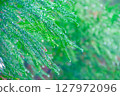 Leaves wet with rain 127972096