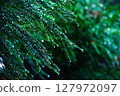 Leaves wet with rain 127972097
