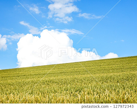 A refreshing summer landscape of blue skies, clouds and wheat fields in Hokkaido A refreshing summer landscape of blue skies, clouds and wheat fields in Hokkaido 127972343