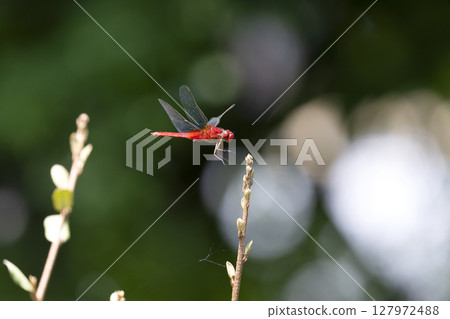 Shoujo dragonfly Shoujo dragonfly 127972488