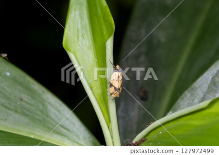 Two-banded black-banded moth 127972499