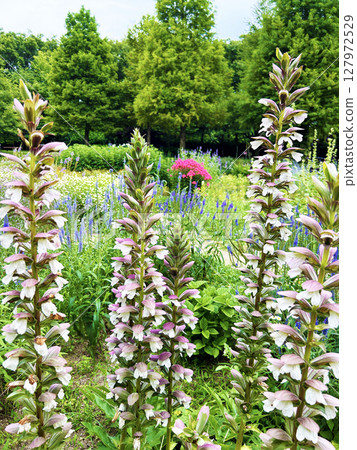 Acanthus blooming in a flowerbed 127972529