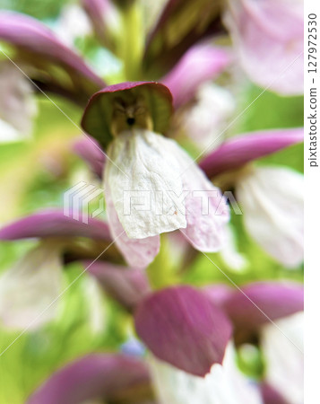 Acanthus close-up 127972530