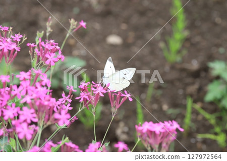 A cabbage white butterfly sucking nectar from a pink dwarf hawk flower blooming in a garden in early summer 127972564