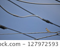 Power line cables and sparrows. 127972593