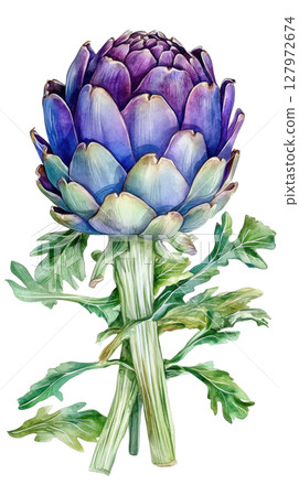 Artichoke transparent watercolor PNG clipart isolated on white background. 127972674