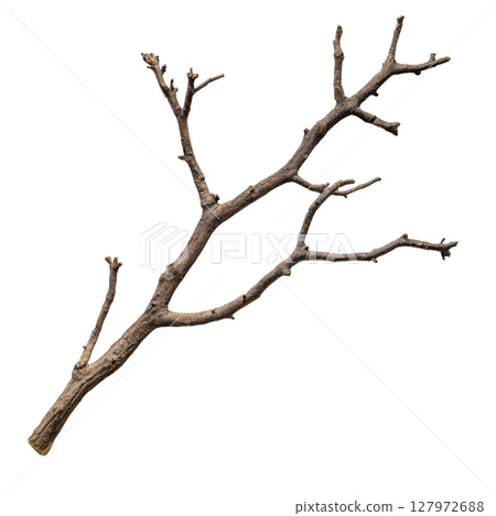 Dry branch tree isolated on white background transparent PNG clipart. 127972688