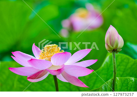 (Shimane Prefecture) Oga lotus at Kojindani Ruins Park 127973257