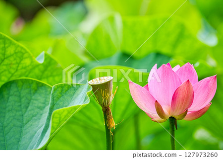 雄神谷遺址公園的男鹿蓮花及其海水浴（島根縣） 127973260