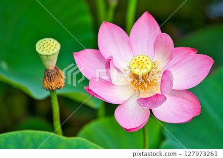 雄神谷遺址公園的男鹿蓮花及其海水浴（島根縣） 127973261