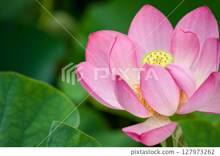 （島根縣）雄神谷遺址公園的男鹿蓮花 127973262