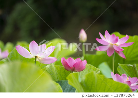 (Shimane Prefecture) Oga lotus at Kojindani Ruins Park (Shimane Prefecture) Oga lotus at Kojindani Ruins Park 127973264