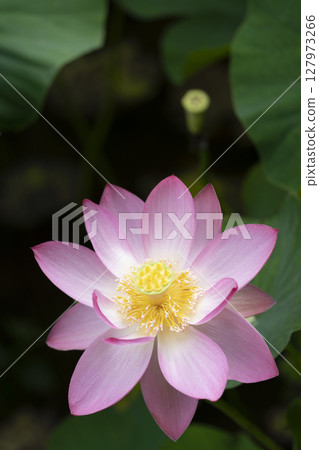 雄神谷遺址公園的男鹿蓮花及其海水浴（島根縣） 127973266