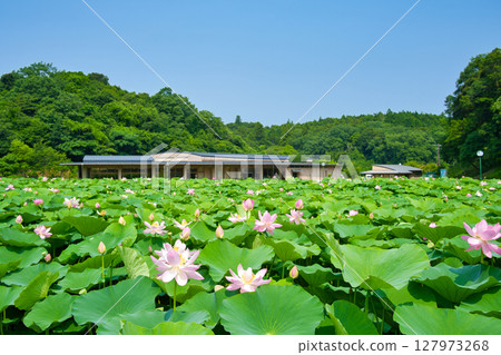 (島根縣)雄神谷歷史公園男鹿蓮花盛開的景色 (島根縣)雄神谷歷史公園男鹿蓮花盛開的景色 127973268