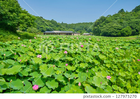 (島根縣)雄神谷歷史公園男鹿蓮花盛開的景色 (島根縣)雄神谷歷史公園男鹿蓮花盛開的景色 127973270
