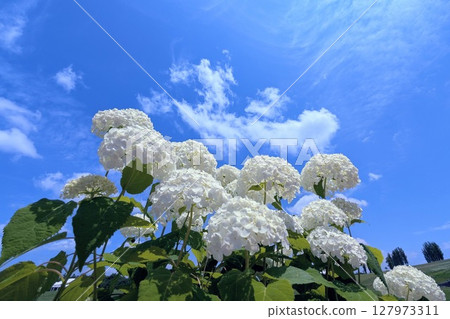 純白的繡球花和閃耀的夏日天空 純白的繡球花和閃耀的夏日天空 127973311