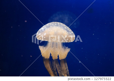 Spotted jellyfish Spotted jellyfish 127973322