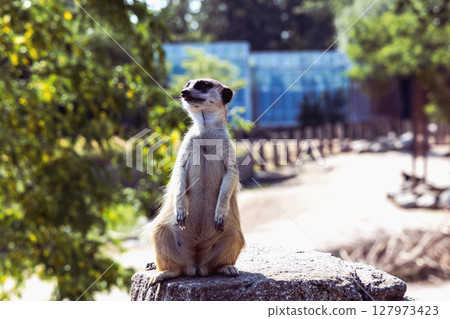 Meerkat or suricate sits on its hind legs and looks into the distance Meerkat or suricate sits on its hind legs and looks into the distance 127973423