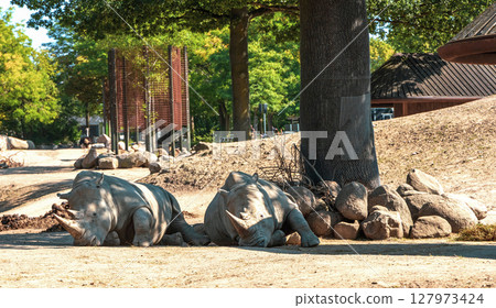 Two large rhinoceroses lie in the shade under a tree 127973424