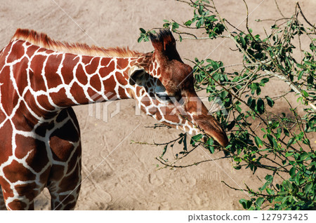 Beautiful giraffe eats leaves from a tree 127973425