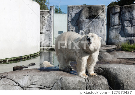 A large polar bear stands on rocks A large polar bear stands on rocks 127973427
