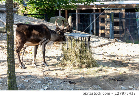 Beautiful horned deer eats hay. Animal protection Beautiful horned deer eats hay. Animal protection 127973432