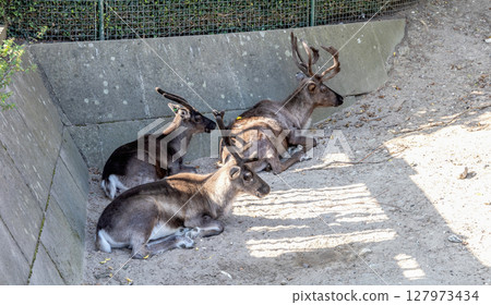 Group of beautiful horned deer. Animal protection Group of beautiful horned deer. Animal protection 127973434