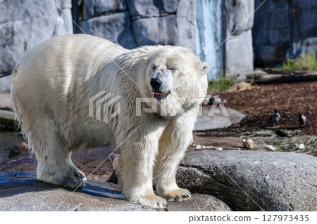A large polar bear stands on rocks A large polar bear stands on rocks 127973435