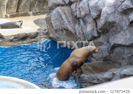 加州海獅在岩石上休息 127973438