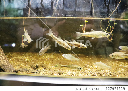 A school of bitterlings and minnows swimming amongst aquatic plants A school of bitterlings and minnows swimming amongst aquatic plants 127973529