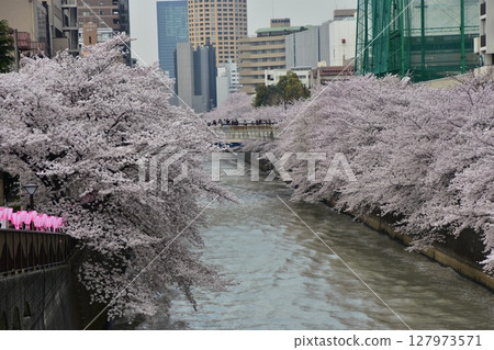 日本東京目黑區 — 目黑川沿岸的櫻花樹和周圍的城市景觀 — 盛開的櫻花、美麗的摩天大樓和裝飾燈籠 127973571