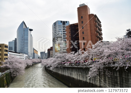 Meguro-ku, Tokyo, Japan - Cherry blossom trees along the Meguro River and the surrounding cityscape - Cherry blossoms in full bloom, beautiful skyscrapers and decorative lanterns Meguro-ku, Tokyo, Japan - Cherry blossom trees along the Meguro River and the surrounding cityscape - Cherry blossoms in full bloom, beautiful skyscrapers and decorative lanterns 127973572