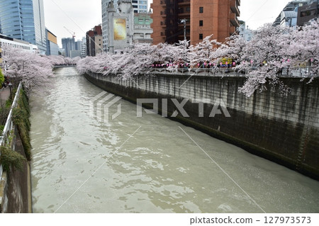 Meguro-ku, Tokyo, Japan - Cherry blossom trees along the Meguro River and the surrounding cityscape - Cherry blossoms in full bloom, beautiful skyscrapers and decorative lanterns 127973573
