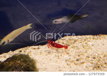 Red striped shrimp and flathead goby Red striped shrimp and flathead goby 127973589