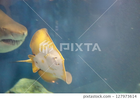 一隻微笑的鰩魚在水族箱裡游泳 127973614