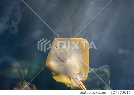 一隻微笑的鰩魚在水族箱裡游泳 一隻微笑的鰩魚在水族箱裡游泳 127973615