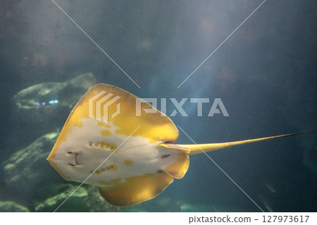 一隻微笑的鰩魚在水族箱裡游泳 127973617